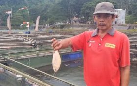 Ribuan Ikan Keramba di Telaga Ngebel Mati Mendadak, Pembudidaya Rugi Puluhan Juta - JPNN.com Jatim