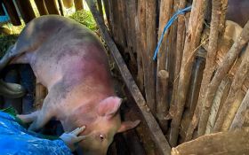 Puluhan Babi di Kecamatan Sedaeng Pasuruan Mati Mendadak Tanpa Gejala    - JPNN.com Jatim