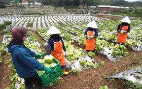 McDonald’s Indonesia Fasilitasi Asuransi Kecelakaan dan Kematian untuk Petani Lokal di Jawa Barat - JPNN.com Jabar