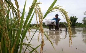 Banjir Rendam 1.289,7 Hektare Sawah di Jateng, Petani Terancam Gagal Panen - JPNN.com Jateng