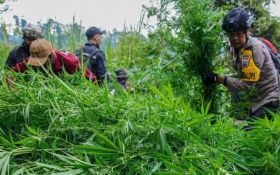 Menhut Bongkar Fakta Temuan Ladang Ganja di TNBTS, Bantah Isu Penutupan - JPNN.com Jatim