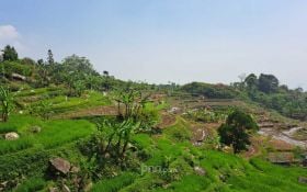 Gegara Diserang Hama Tikus, 250 Hektare Sawah di Karawang Gagal Panen - JPNN.com Jabar