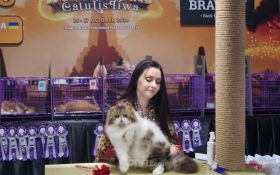 Ratusan Kucing Berbagai Ras Unjuk Gigi di CFA International Cat Show - JPNN.com Jatim