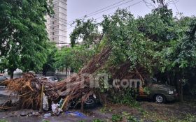 BPBD Catat 19 Pohon Tumbang di Surabaya, 1 di Antaranya Timpa Mobil Satpol PP - JPNN.com Jatim