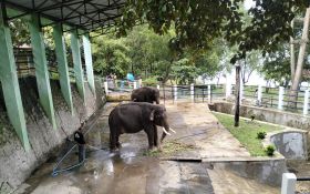 Gajah di Taman Satwa Waduk Gajah Mungkur Wonogiri Dirantai, BKSDA Buka Suara - JPNN.com Jateng