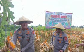 Polisi Bersama Petani Serang Panen Raya Jagung di Lahan 10 Hektare - JPNN.com Banten