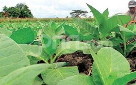 Petani Tembakau Terjepit Regulasi dan Cuaca, Butuh Dukungan Pemerintah - JPNN.com Jateng