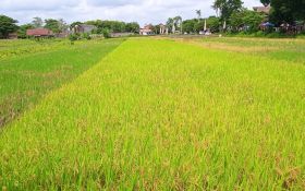 Lumbung-Lumbung Pangan di Gunungkidul - JPNN.com Jogja