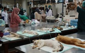 UGM Mensterilkan Puluhan Kucing Liar - JPNN.com Jogja