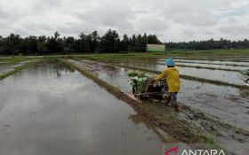 Sejumlah Tantangan Dihadapi Sektor Pertanian DIY - JPNN.com Jogja