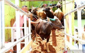 Ratusan Sapi Asal Gorontalo Dikirim ke Kaltim, Gusnar Ismail Bidik Peluang Hadirnya IKN - JPNN.com Kaltim