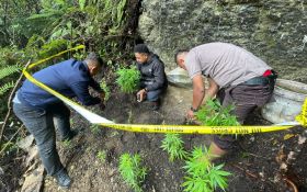 Kapolres Merespons Penemuan Ladang Ganja di Distrik Oksibil Pegunungan Bintang - JPNN.com Papua