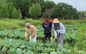 Program TEKAD Perkuat Peran Mama-Mama Papua untuk Menggerakkan Ekonomi di Desa - JPNN.com Papua