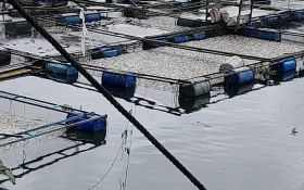 Danau Maninjau Tercemar, Hasil Tangkap Nelayan Turun Drastis - JPNN.com Sumbar