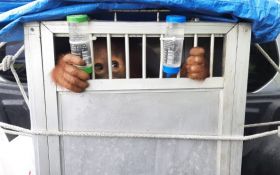 Penjual Anak Orangutan di Sumut Divonis 3 Tahun Penjara dan Denda Rp 50 Juta - JPNN.com Sumut