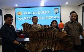 2 Penjual Kulit Harimau Sumatera Dibekuk Polisi, Ternyata Hasil Jerat Babi di Kabupaten Karo - JPNN.com Sumut