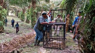BBKSDA Riau Pasang Perangkap untuk Harimau Pemangsa 2 Sapi di Siak - JPNN.com