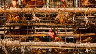 Peternak Ayam di Asia Diminta Tidak Menggunakan Kandang Baterai, Ini Alasannya  - JPNN.com