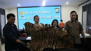 Penjual Kulit Harimau Sumatra Ini Ditangkap Polisi di Sumut - JPNN.com