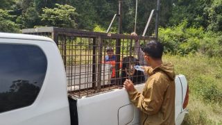 Beruang Madu Berkeliaran di Perkampungan, BBKSDA Riau Bertindak - JPNN.com
