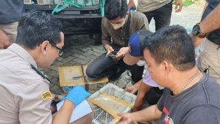 Penyelundupan 2.540 Ekor Burung Melalui Pelabuhan Bakauheni Digagalkan - JPNN.com