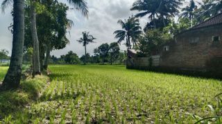 Ratusan Hektare Sawah di Lombok Tengah Alami Kekeringan - JPNN.com