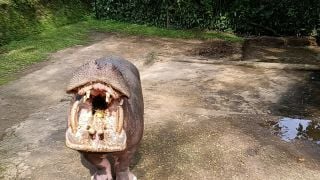 Viral Pengunjung Lempar Sampah Plastik ke Mulut Kuda Nil, Pihak Taman Safari Bereaksi - JPNN.com