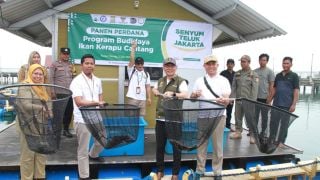 Baznas Bazis DKI Panen Ikan Kerapu Centang di Pulau Tidung, Sebegini Jumlahnya - JPNN.com