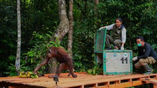 Hadiri Acara Prapelepasliaran Orang Utan, Menhut: Jadi Ajang Evaluasi Kinerja - JPNN.com