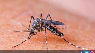 Usir Nyamuk dengan Menggunakan 4 Jenis Tanaman Ini - JPNN.com