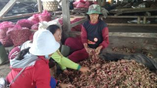 Harga Bawang Merah di Bali Melonjak, Tembus Rp 50 Ribu, Terdampak Perubahan Iklim - JPNN.com Bali