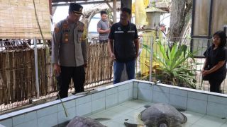 Penyelundupan Penyu di Jembrana Masif, Geledah Rumah Pelaku, Ini Temuan Polisi - JPNN.com Bali