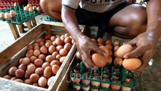 Harga Telur Ayam di Yogyakarta Melonjak, Ini Sebabnya - JPNN.com Jogja
