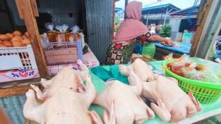 Harga Dading Ayam di Kalsel Mulai Naik Jelang Maulid Nabi - JPNN.com Kalsel