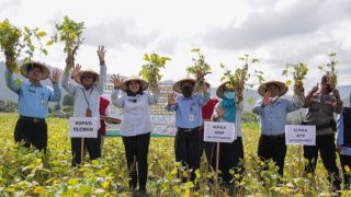 2 Tahun Dibayangi Kegagalan, Petani Kedelai di Sleman Akhirnya Panen Raya - JPNN.com Jogja