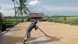 Padi yang Dihasilkan Petani Lebak Relatif Baik - JPNN.com Banten