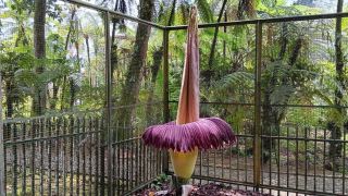 Bunga Bangkai Setinggi 3 Meter Mekar Sempurna di Kebun Raya Cibodas - JPNN.com Jabar