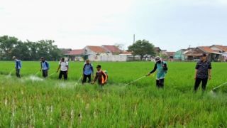 Ratusan Hektare Sawah di Karawang Diserang Hama Sundep - JPNN.com Jabar
