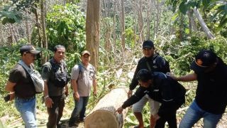 Malam-Malam Mengendap di Hutan, Pria di Malang Angkut Kayu Jati Curian - JPNN.com Jatim