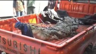 Kemunculan Buaya Muara 3 Meter Hebohkan Warga Bangkalan, Nih Penampakannya - JPNN.com Jatim