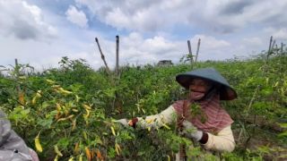 Cuaca Buruk, Harga Cabai Rawit Tingkat Petani di Tulungagung Naik Hingga Rp85 Ribu - JPNN.com Jatim