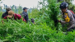 Menhut Bongkar Fakta Temuan Ladang Ganja di TNBTS, Bantah Isu Penutupan - JPNN.com Jatim