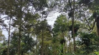 Pemprov Lampung Mulai Melakukan Penataan Kawasan Hutan - JPNN.com Lampung