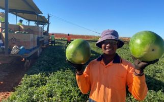 Australia Berjanji Tetap Buka Pintu untuk Pemetik Buah Asal Timor Leste - JPNN.com