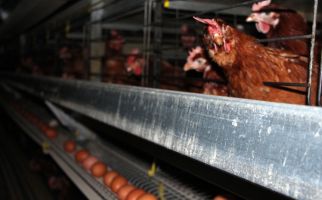 Australia Akan Larang Usaha Peternakan Ayam Petelur yang Dikandangkan - JPNN.com