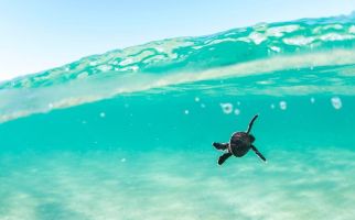 Bayi Kura-kura Lebih Sering Menelan Serpihan Plastik yang Dikira Makanan - JPNN.com