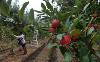 Penantian Berakhir, Australia Segera Datangkan Pekerja Pertanian dari Vietnam - JPNN.com