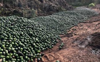 Viral di Australia, Ribuan Alpukat Dibuang dan Dibiarkan Membusuk di Queensland, Kenapa? - JPNN.com