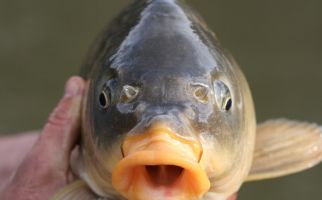 Ikan Mas Bisa Menjadi Alternatif Bagi Warga Australia di Saat Harga 'Seafood' Semakin Mahal - JPNN.com