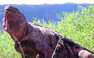Bayi Iguana Pink yang Diperkirakan Punah Muncul Kembali di Pulau Galapagos - JPNN.com
